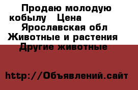Продаю молодую кобылу › Цена ­ 100 000 - Ярославская обл. Животные и растения » Другие животные   